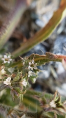 Chorizanthe parryi parryi