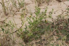 Ondetia linearis