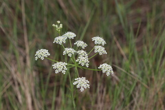Bunium pachypodum