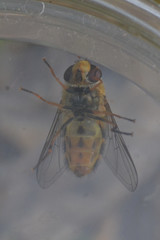 Syrphus