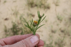 Ondetia linearis