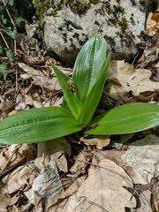 Orchis purpurea