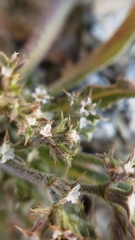 Chorizanthe parryi parryi