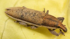 Lixus albomarginatus