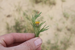 Ondetia linearis