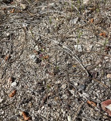 Chorizanthe douglasii