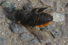 Andrena fulva
