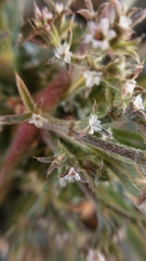Chorizanthe parryi parryi