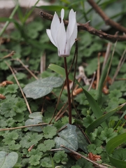 Cyclamen balearicum