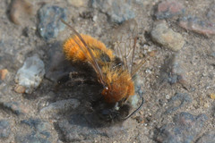 Andrena fulva