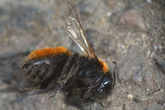 Andrena fulva
