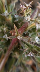 Chorizanthe parryi parryi
