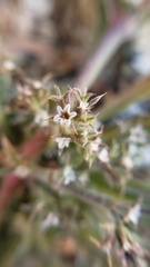Chorizanthe parryi parryi