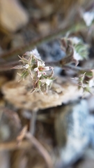 Chorizanthe parryi parryi