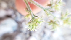 Chorizanthe parryi parryi