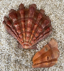 Nodipecten nodosus