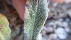Chorizanthe parryi parryi