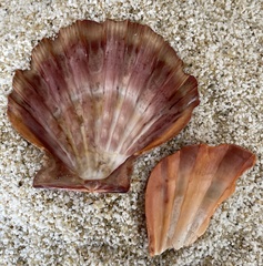 Nodipecten nodosus