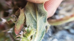 Chorizanthe parryi parryi