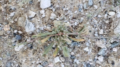 Chorizanthe parryi parryi