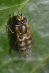 Eupeodes corollae
