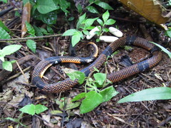 Atractus elaps