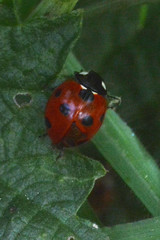 Coccinella septempunctata