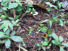 Atractus elaps