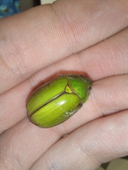 Platycoelia marginata