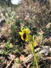 Ophrys lutea