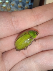 Platycoelia marginata