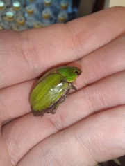 Platycoelia marginata