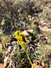 Ophrys lutea