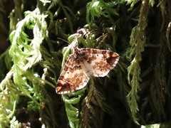 Enchoria lacteata