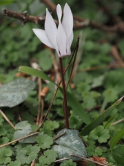 Cyclamen balearicum