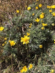 Nestotus stenophyllus