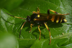 Ichneumonoidea