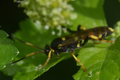 Ichneumonoidea