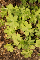 Geranium phaeum