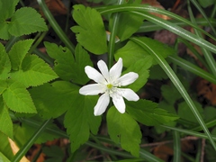 Anemonoides × pittonii