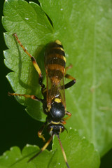 Ichneumonoidea