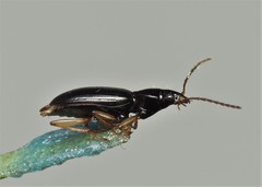 Paranchus albipes