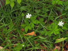 Anemonoides × pittonii