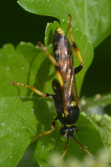 Ichneumonoidea