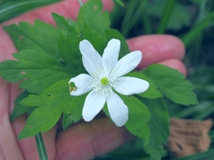 Anemonoides × pittonii