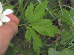 Anemonoides × pittonii