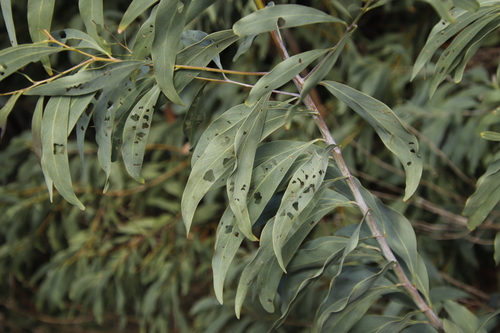 Image of Acacia falciformis by (c) Tony Rebelo, some rights reserved (CC BY-SA)