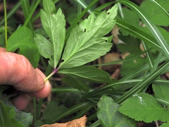 Anemonoides × pittonii