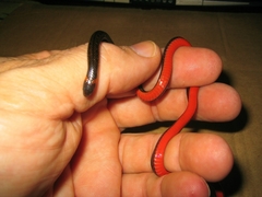 Atractus gaigeae