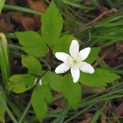 Anemonoides × pittonii